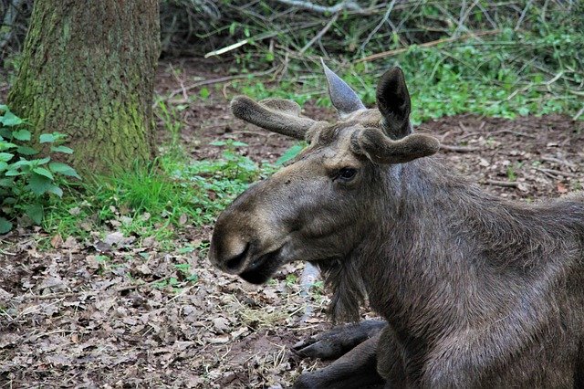 Descarga gratuita Moose Nature Animal World: foto o imagen gratuita para editar con el editor de imágenes en línea GIMP