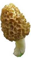 Free download morelmushroom. free photo or picture to be edited with GIMP online image editor