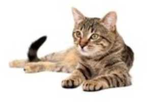 Free download moresoddingcats_____ free photo or picture to be edited with GIMP online image editor