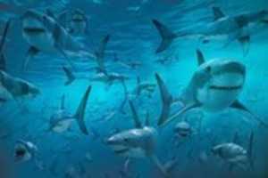 Free download More than 12 sharks free photo or picture to be edited with GIMP online image editor