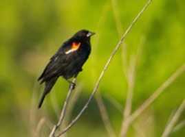 Free download Morning Blackbird free photo or picture to be edited with GIMP online image editor