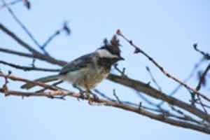 Gratis download Morning Chickadee gratis foto of afbeelding om te bewerken met GIMP online afbeeldingseditor