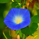 Morning glory flowers  screen for extension Chrome web store in OffiDocs Chromium