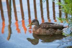 Free download Morning Mallard free photo or picture to be edited with GIMP online image editor