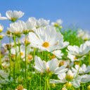 Morning Whisper: A Theme of Daisies in the Early Sunlight  screen for extension Chrome web store in OffiDocs Chromium