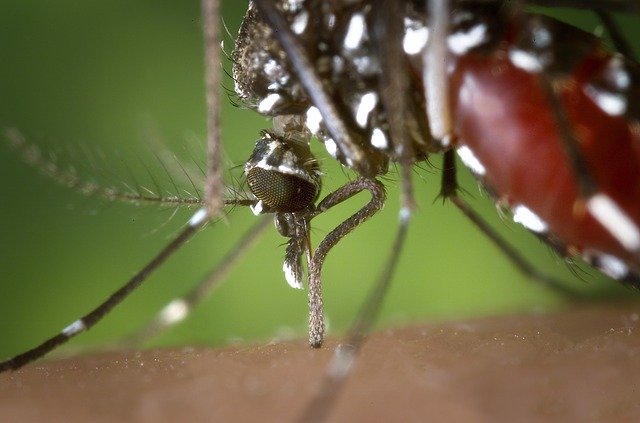 Kostenloser Download von Mückenweibchen aedes albopictus Kostenloses Bild, das mit dem kostenlosen Online-Bildeditor GIMP bearbeitet werden kann