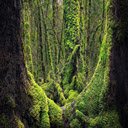 moss and trees  screen for extension Chrome web store in OffiDocs Chromium