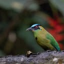 Moss colored bird with red eyes  screen for extension Chrome web store in OffiDocs Chromium