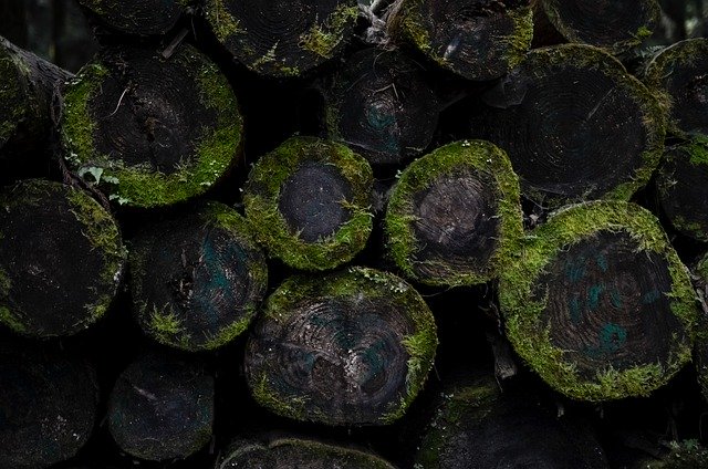 Free download moss damp rain forest texture free picture to be edited with GIMP free online image editor