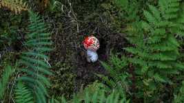 Free download Moss Fly Agaric Small -  free video to be edited with OpenShot online video editor
