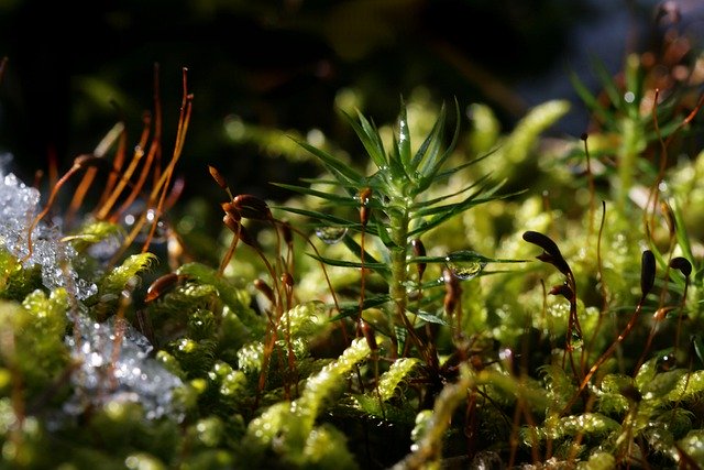 Free download moss forest floor dewdrop snow free picture to be edited with GIMP free online image editor