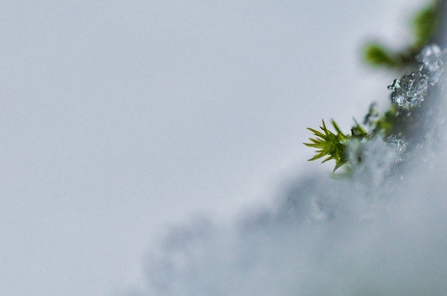 Téléchargement gratuit d'une photo gratuite de plante d'hiver de gel de mousse à modifier avec l'éditeur d'images en ligne gratuit GIMP
