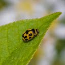 Moss Green Bug  screen for extension Chrome web store in OffiDocs Chromium