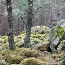 moss stone  screen for extension Chrome web store in OffiDocs Chromium