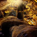 Moss under the leaves  screen for extension Chrome web store in OffiDocs Chromium