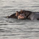Mother and baby hippopotamus  screen for extension Chrome web store in OffiDocs Chromium