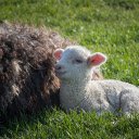 Mother and baby lamb  screen for extension Chrome web store in OffiDocs Chromium