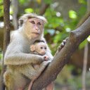 Mother and Baby Monkey in the Tree  screen for extension Chrome web store in OffiDocs Chromium