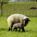 Mother and baby sheep go looking for food  screen for extension Chrome web store in OffiDocs Chromium