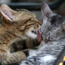 Mother and daughter tabby cat  screen for extension Chrome web store in OffiDocs Chromium