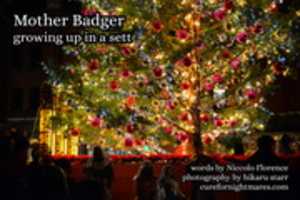 Kostenloser Download Mother Badger - von Niccolo Florence Kostenloses Foto oder Bild zur Bearbeitung mit GIMP Online-Bildbearbeitung