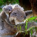 Mother bear cub climbing tree  screen for extension Chrome web store in OffiDocs Chromium