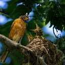 Mother bird and baby bird  screen for extension Chrome web store in OffiDocs Chromium