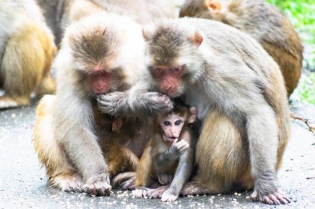 Free download mother monkey baby monkey mother free picture to be edited with GIMP free online image editor