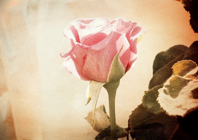 Free download mother s day mom mother mama madre free picture to be edited with GIMP free online image editor