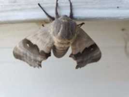 Gratis download Moth in Minnesota gratis foto of afbeelding om te bewerken met GIMP online afbeeldingseditor