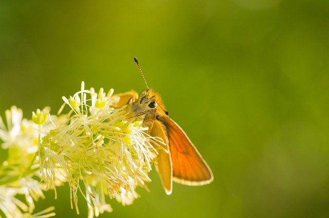 Free download moth insect wings antennae flowers free picture to be edited with GIMP free online image editor
