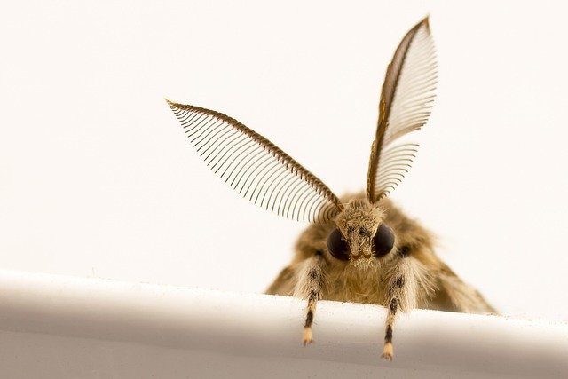 Unduh gratis gambar ngengat makro entomologi sayap serangga gratis untuk diedit dengan editor gambar online gratis GIMP
