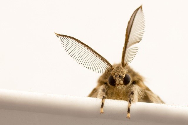 Free download moth insect wings entomology macro free picture to be edited with GIMP free online image editor