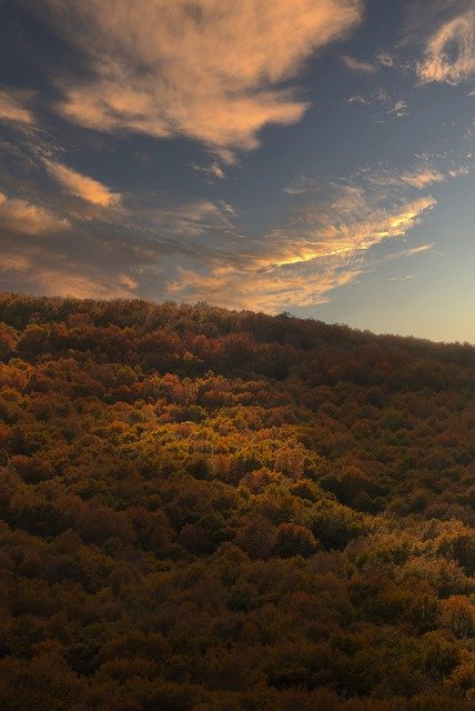 Baixe gratuitamente a imagem gratuita das árvores da floresta da montanha e da floresta para ser editada com o editor de imagens on-line gratuito do GIMP