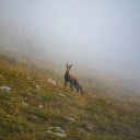 Mountain goat  screen for extension Chrome web store in OffiDocs Chromium