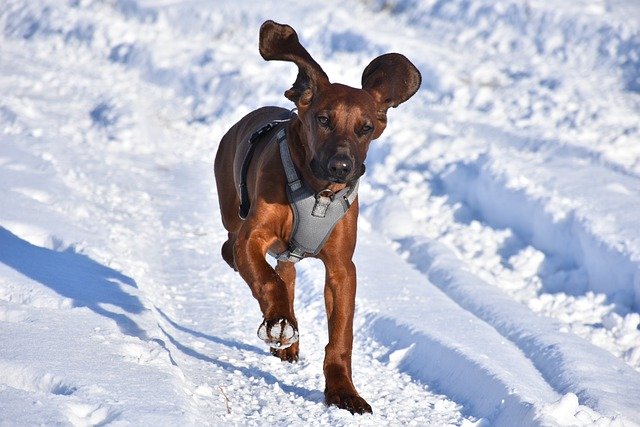 無料ダウンロードマウンテンハウンド犬雪走る無料画像をGIMP無料オンライン画像エディタで編集する