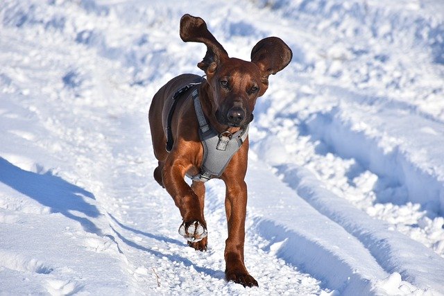 Free download mountain hound dog snow running free picture to be edited with GIMP free online image editor