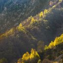 MOUNTAIN TREE FOREST THEME  screen for extension Chrome web store in OffiDocs Chromium