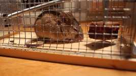 Free download Mouse Cage Caught free video to be edited with OpenShot online video editor
