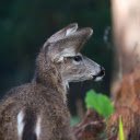 Mouse Fur Deer  screen for extension Chrome web store in OffiDocs Chromium
