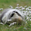 Mouse in the flower meadow  screen for extension Chrome web store in OffiDocs Chromium