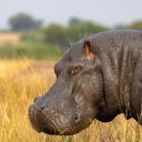 Muddy Hippo  screen for extension Chrome web store in OffiDocs Chromium
