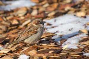 Gratis download Mulch Sparrow gratis foto of afbeelding om te bewerken met GIMP online afbeeldingseditor