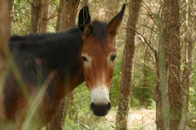 Descarga gratuita Mule Forest Animals - foto o imagen gratuita para editar con el editor de imágenes en línea GIMP