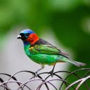 Multicolored bird  screen for extension Chrome web store in OffiDocs Chromium