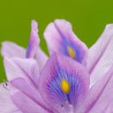 Multicolored flowers  screen for extension Chrome web store in OffiDocs Chromium