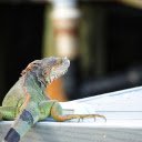 Multicolored Gecko  screen for extension Chrome web store in OffiDocs Chromium