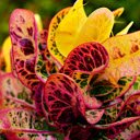 Multicolored leaf  screen for extension Chrome web store in OffiDocs Chromium