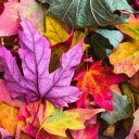 Multicolored leaves  screen for extension Chrome web store in OffiDocs Chromium