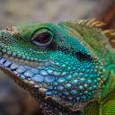 Multicolored lizards  screen for extension Chrome web store in OffiDocs Chromium